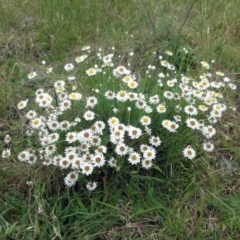 Rhodanthe anthemoides at Molonglo Valley, ACT - 19 Nov 2022