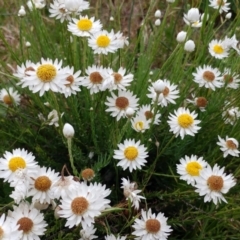 Rhodanthe anthemoides at Molonglo Valley, ACT - 19 Nov 2022