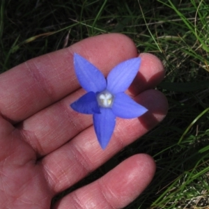 Wahlenbergia stricta subsp. stricta at Hawker, ACT - 20 Nov 2022 03:46 PM