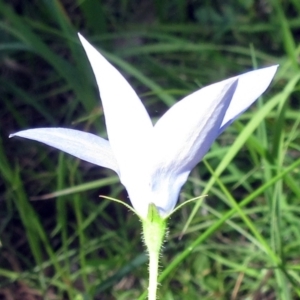 Wahlenbergia stricta subsp. stricta at Hawker, ACT - 20 Nov 2022