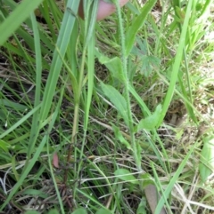 Wahlenbergia stricta subsp. stricta at Hawker, ACT - 20 Nov 2022