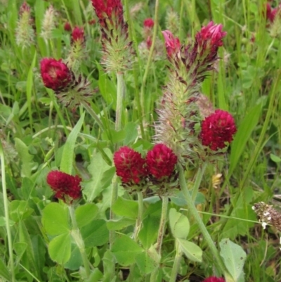 Trifolium incarnatum (Crimson Clover) at Weetangera, ACT - 3 Nov 2022 by pinnaCLE