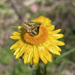 Taractrocera papyria (White-banded Grass-dart) at Pialligo, ACT - 17 Nov 2022 by Pirom