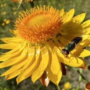 Odontomyia decipiens at Pialligo, ACT - 17 Nov 2022