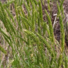 Anthoxanthum odoratum (Sweet Vernal Grass) at The Pinnacle - 3 Nov 2022 by pinnaCLE