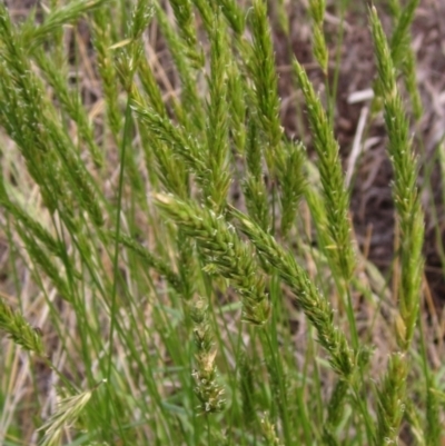 Anthoxanthum odoratum (Sweet Vernal Grass) at Weetangera, ACT - 3 Nov 2022 by pinnaCLE