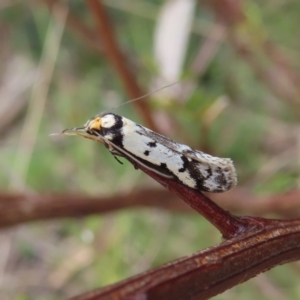 Philobota lysizona at Yaouk, NSW - 19 Nov 2022 04:00 PM