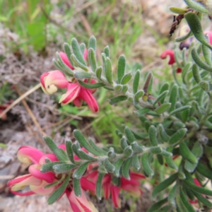 Grevillea lanigera at Yaouk, NSW - 19 Nov 2022 04:07 PM