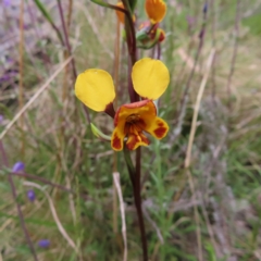 Diuris semilunulata (Late Leopard Orchid) at Yaouk, NSW - 19 Nov 2022 by MatthewFrawley