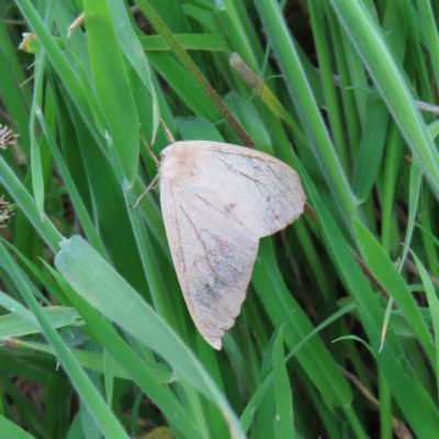 Arhodia lasiocamparia (Pink Arhodia (Oenochrominae)) at Yaouk, NSW - 19 Nov 2022 by MatthewFrawley