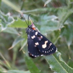 Phalaenoides tristifica (Willow-herb Day-moth) at Yaouk, NSW - 19 Nov 2022 by MatthewFrawley