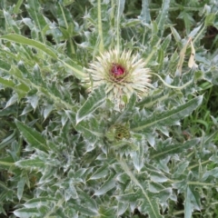 Carduus nutans (Nodding Thistle) at Yaouk, NSW - 19 Nov 2022 by MatthewFrawley