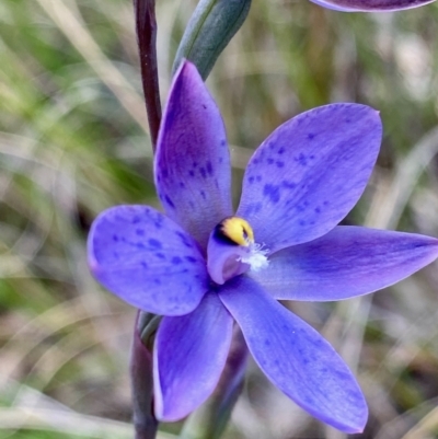 Thelymitra simulata (Graceful Sun-orchid) at Aranda, ACT - 12 Nov 2022 by lisarobins