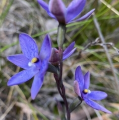 Thelymitra simulata at Aranda, ACT - 12 Nov 2022