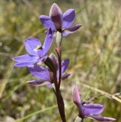 Thelymitra simulata at Aranda, ACT - 12 Nov 2022