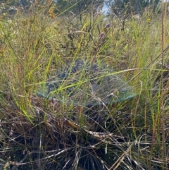 Thelymitra simulata at Aranda, ACT - 12 Nov 2022