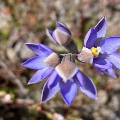 Thelymitra sp. (pauciflora complex) (Sun Orchid) at Point 5815 - 6 Nov 2022 by lisarobins