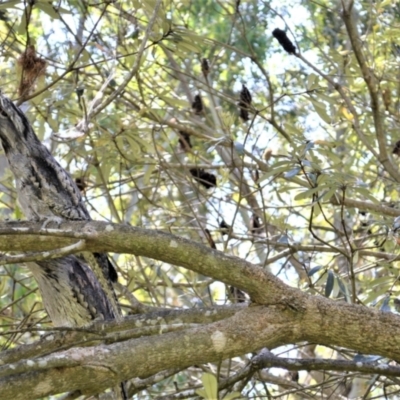 Podargus strigoides (Tawny Frogmouth) at Shell Cove, NSW - 21 Nov 2022 by plants