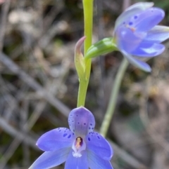 Thelymitra juncifolia at Point 38 - suppressed