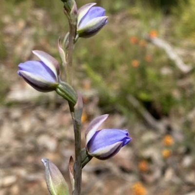 Thelymitra (genus) (sun orchids) at Bruce, ACT - 6 Nov 2022 by lisarobins