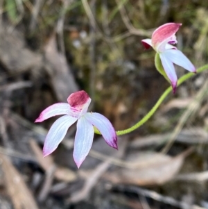 Caladenia moschata at Acton, ACT - 29 Oct 2022