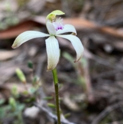 Caladenia ustulata (Brown Caps) at Acton, ACT - 1 Oct 2022 by lisarobins