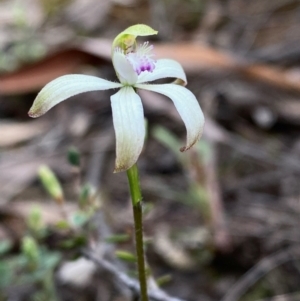 Caladenia ustulata at Acton, ACT - 1 Oct 2022