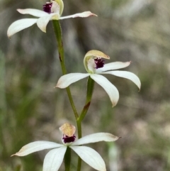 Caladenia cucullata (Lemon Caps) at Bruce, ACT - 27 Oct 2022 by lisarobins