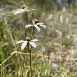 Caladenia cucullata at Bruce, ACT - suppressed