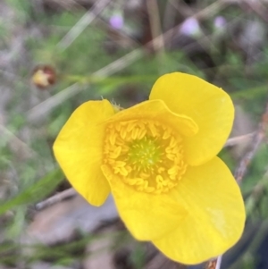 Ranunculus lappaceus at Kowen, ACT - 19 Nov 2022 07:21 AM