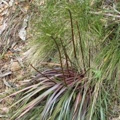 Stylidium armeria subsp. armeria (thrift trigger plant) at Cotter River, ACT - 19 Nov 2022 by RAllen