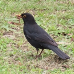 Turdus merula at Kambah, ACT - 21 Nov 2022 02:03 PM