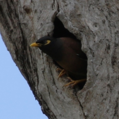 Acridotheres tristis (Common Myna) at Kambah, ACT - 21 Nov 2022 by RodDeb