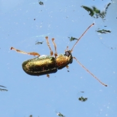 Eboo sp. (genus) (Eboo leaf beetle) at Greenway, ACT - 21 Nov 2022 by RodDeb