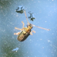 Eboo sp. (genus) at Greenway, ACT - 21 Nov 2022