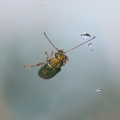 Eboo sp. (genus) at Greenway, ACT - 21 Nov 2022