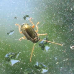 Eboo sp. (genus) at Greenway, ACT - 21 Nov 2022