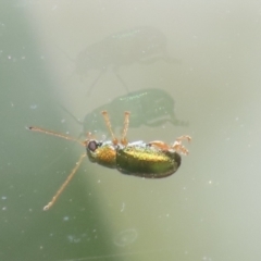 Eboo sp. (genus) at Greenway, ACT - 21 Nov 2022