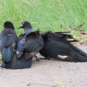 Corcorax melanorhamphos at Greenway, ACT - 21 Nov 2022