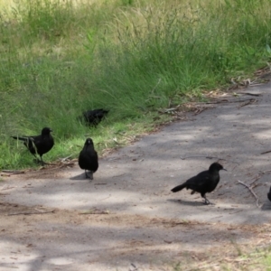 Corcorax melanorhamphos at Greenway, ACT - 21 Nov 2022