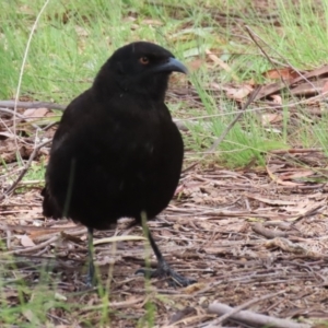 Corcorax melanorhamphos at Greenway, ACT - 21 Nov 2022