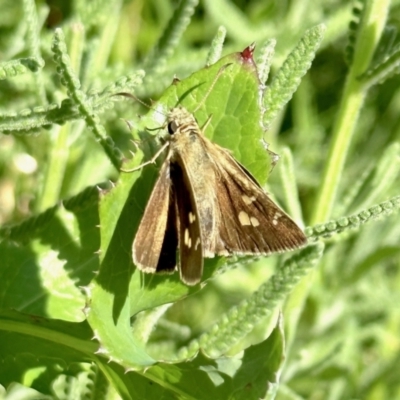 Timoconia peron (Dingy Grass-skipper) at Black Range, NSW - 19 Nov 2022 by KMcCue