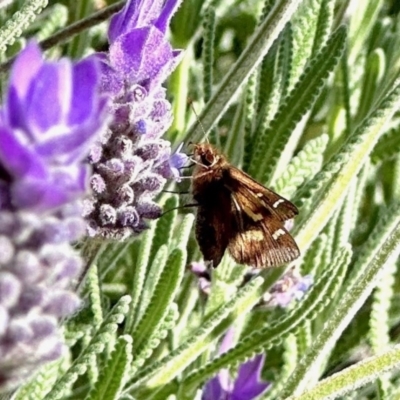 Unidentified Skipper (Hesperiidae) at Black Range, NSW - 19 Nov 2022 by KMcCue