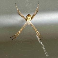 Argiope (genus) (A St. Andrew's cross spider) at Black Range, NSW - 19 Nov 2022 by KMcCue