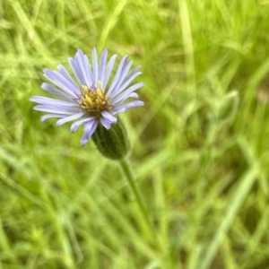 Vittadinia muelleri at Pialligo, ACT - 17 Nov 2022 03:52 PM