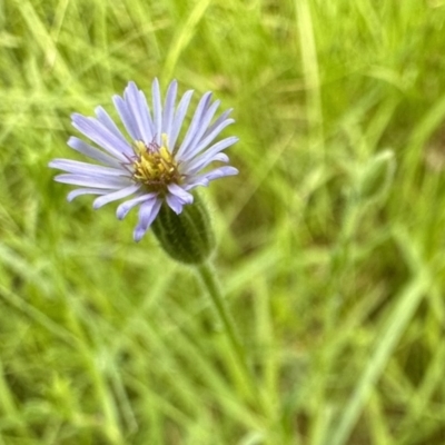 Vittadinia muelleri (Narrow-leafed New Holland Daisy) at Campbell Park Woodland - 17 Nov 2022 by Pirom