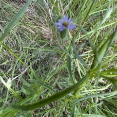 Vittadinia muelleri at Pialligo, ACT - 17 Nov 2022 03:52 PM