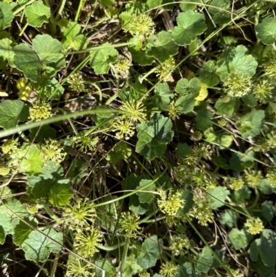 Hydrocotyle laxiflora (Stinking Pennywort) at Campbell Park Woodland - 17 Nov 2022 by Pirom