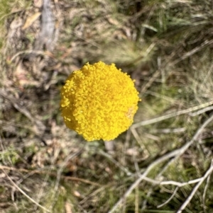 Craspedia sp. at Paddys River, ACT - 18 Nov 2022