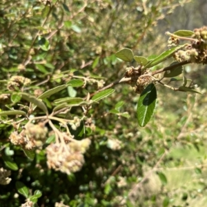 Pomaderris betulina subsp. actensis at Paddys River, ACT - 18 Nov 2022